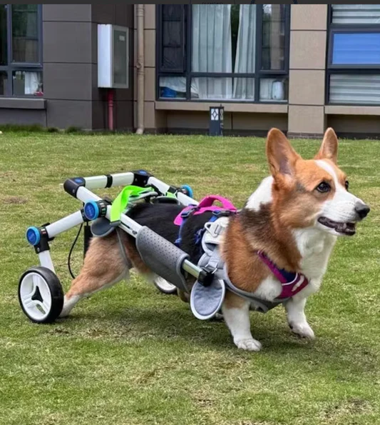Practical Pet Care Products Designed for Comfort, Health, and Everyday Convenience