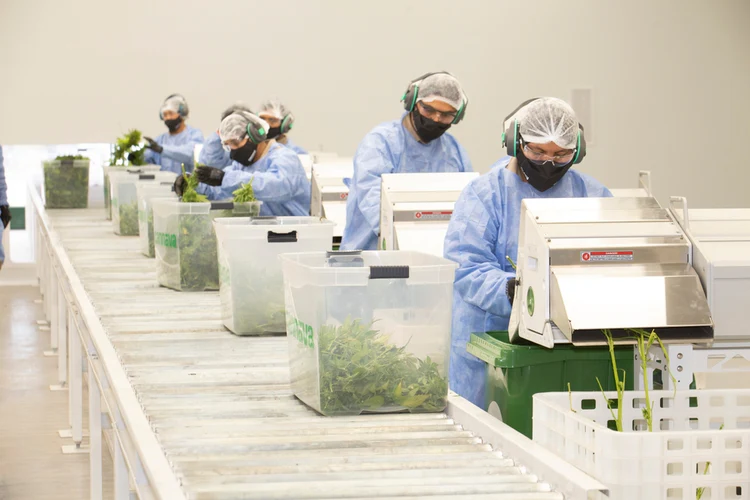 Budget-Friendly THCA Flower Options for Bulk Buyers