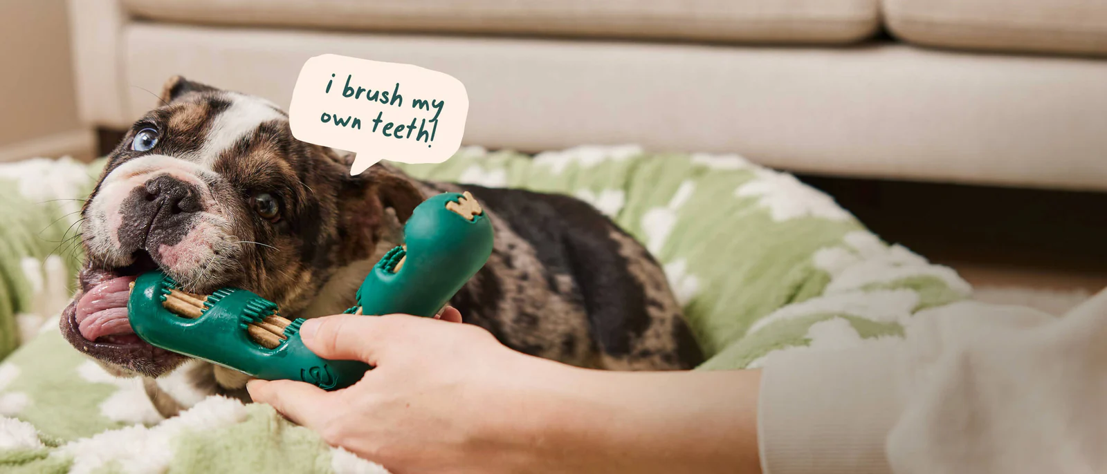 Innovative Dog Toys and Treat Systems for Modern Pet Owners